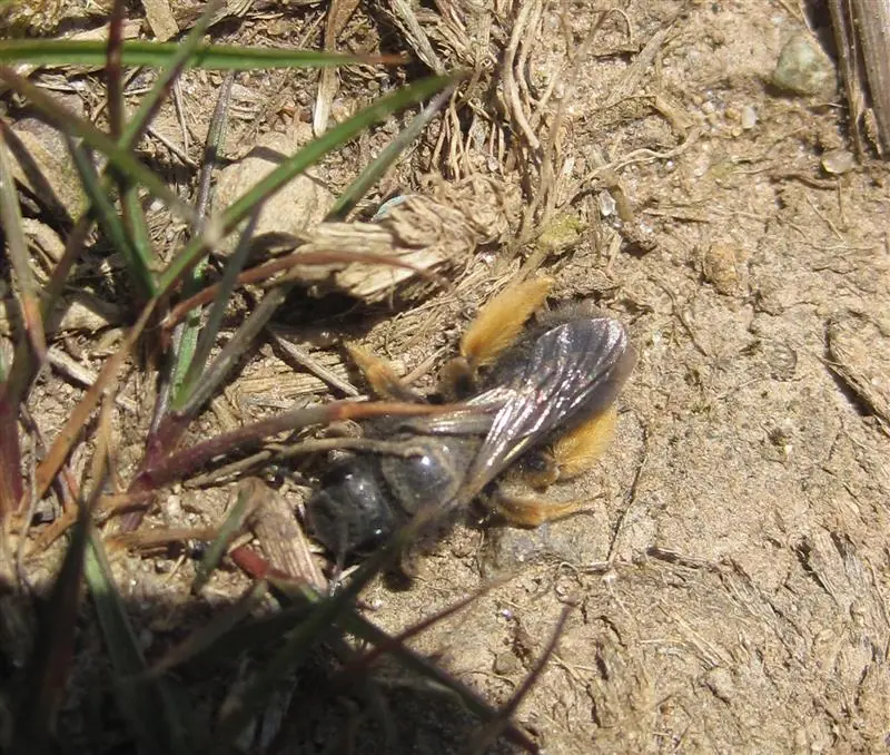 Female Pantaloon Bee © Angela Dineley